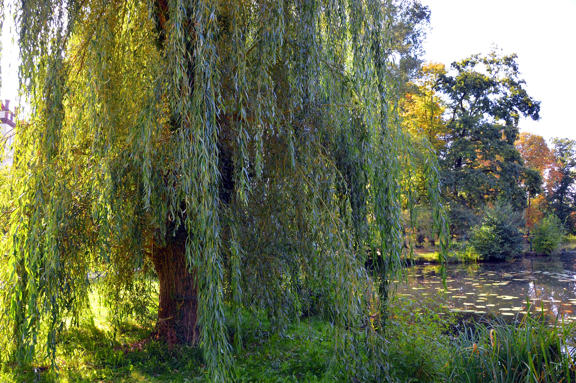 Removing a Storm Damaged Willow