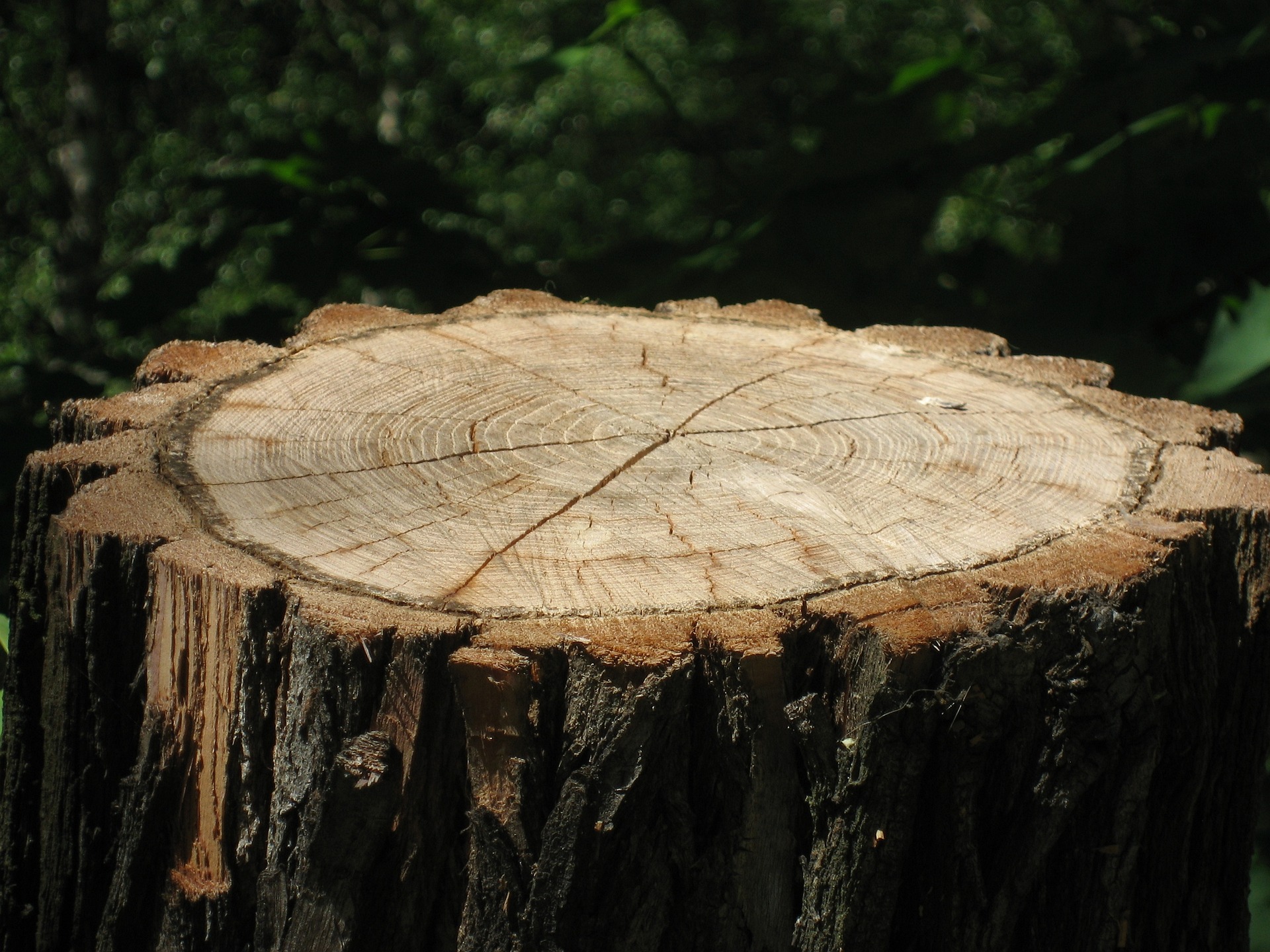 Stump Removal at the Cemetery