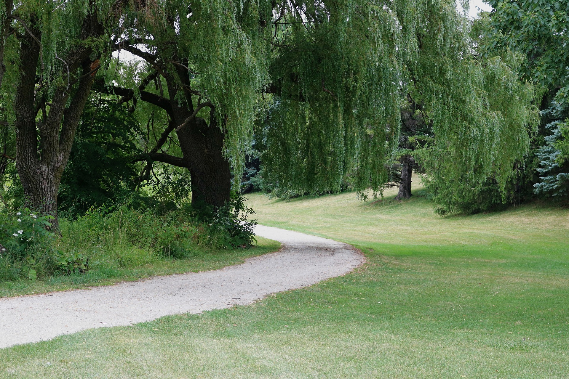 Hazard Willow Removal in Old Town